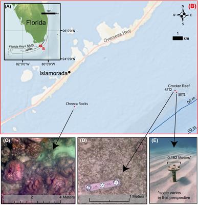 Accurate Bathymetric Maps From Underwater Digital Imagery Without Ground Control